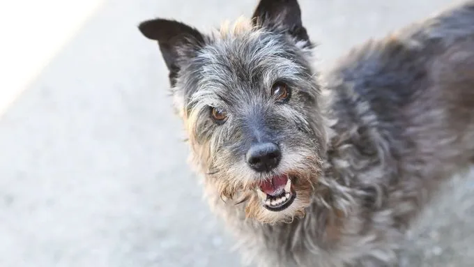 Fussel - Hund zur Adoption