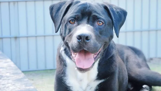 Egon - cane-corso zur Adoption