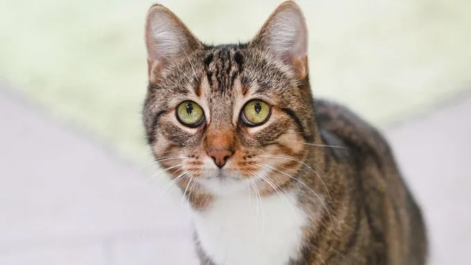 Sir Toby, Pünktchen & Scarry - ekh zur Adoption