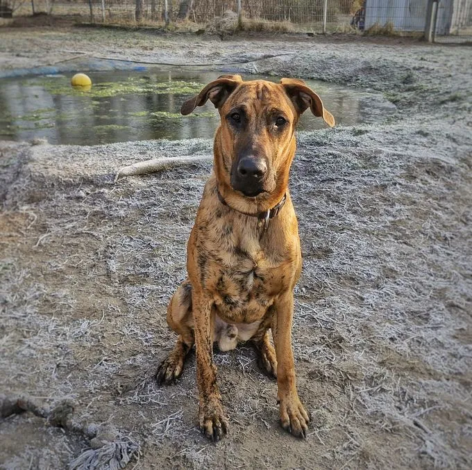 Dog from shelter, Brownie | Gestromt Mix Male