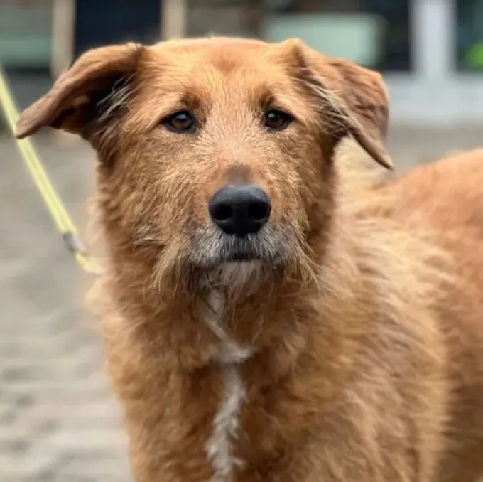 Malo  - Mischling zur Adoption