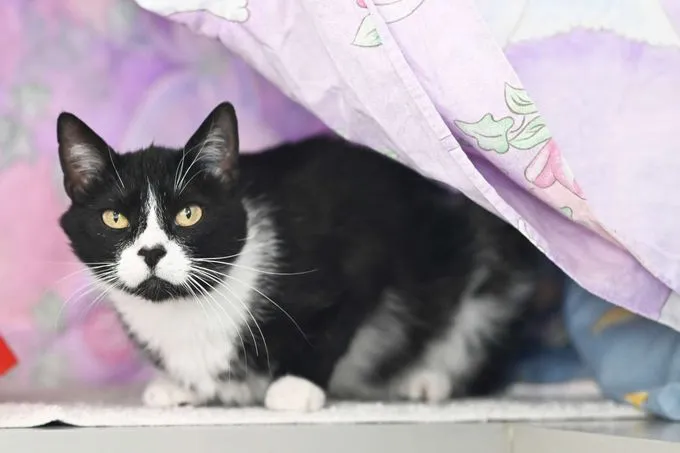 Cat from shelter, Finchen | Ekh Female