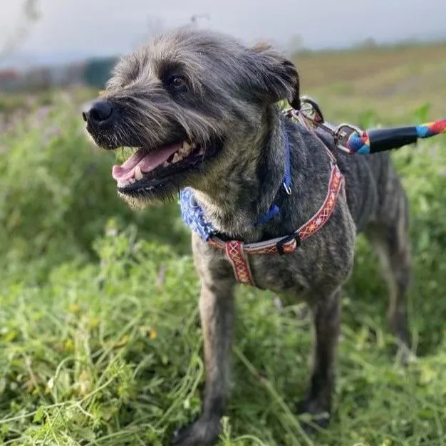 Bruno - terrier-mix zur Adoption