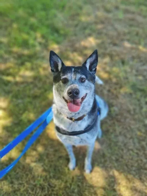Dog from shelter, Bali | Taiwanhund Mix Male