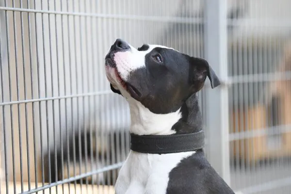 Hund aus Tierheim, Mads | Staffordshire Bulldog Mix Männlich