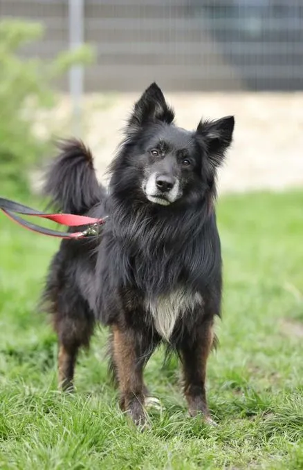 Dog from shelter, Fukano | Border Collie Schäferhund Mix Male