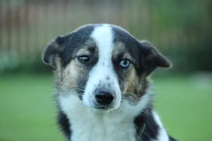 Fiete - Mischling  zur Adoption