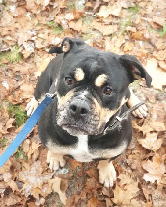 Dog from shelter, Bonny | Old English Bulldog Female