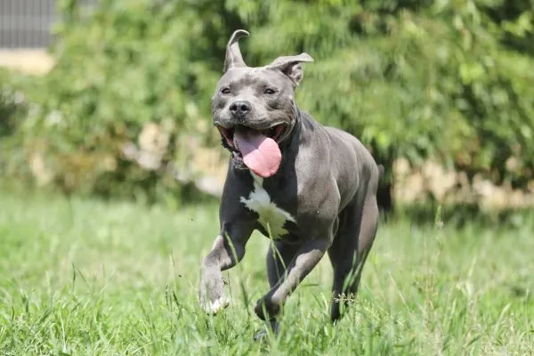 Dog from shelter, Ares | Stafford Mix Male