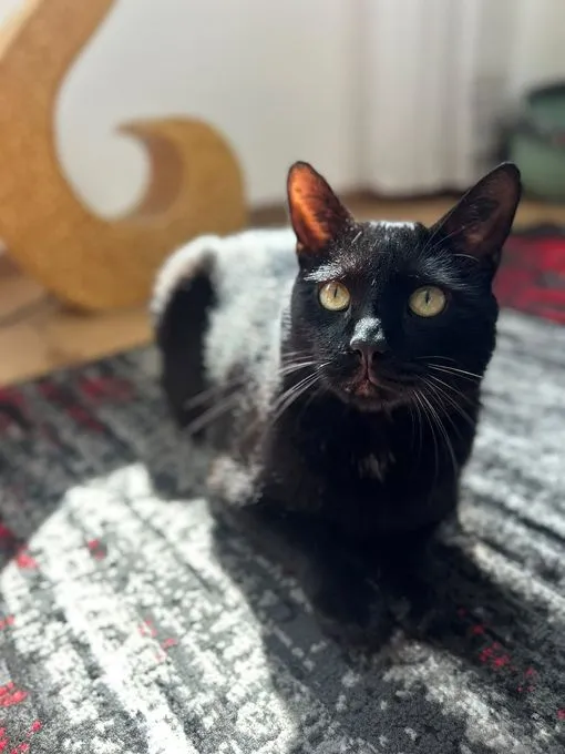 Pepper - ekh zur Adoption