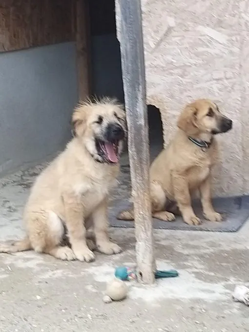 Hund aus Tierheim, Nanuk | Weiss Mischling Männlich
