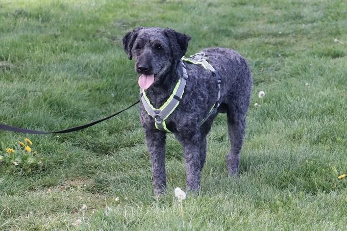Pilsi - mischling zur Adoption