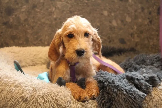 Landina - Mix zur Adoption