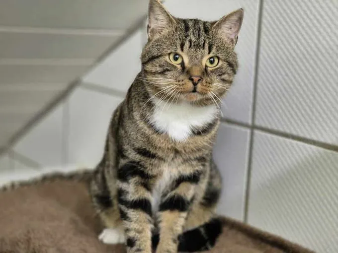 Cat from shelter, Hank | Getigert Bkh Male