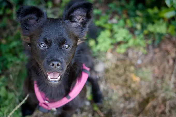 Luna - mischling zur Adoption