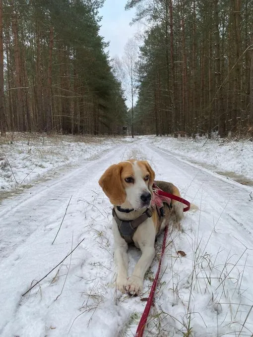 Dog from shelter, Chip | Weiß Braun Beagle Male
