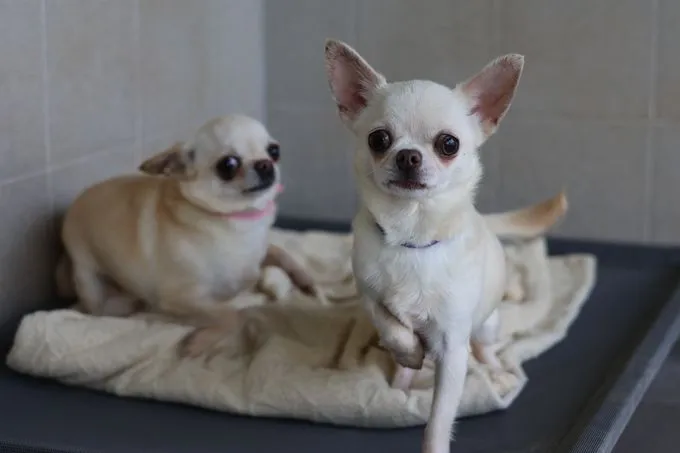 Chihuahuas - chihuahua zur Adoption