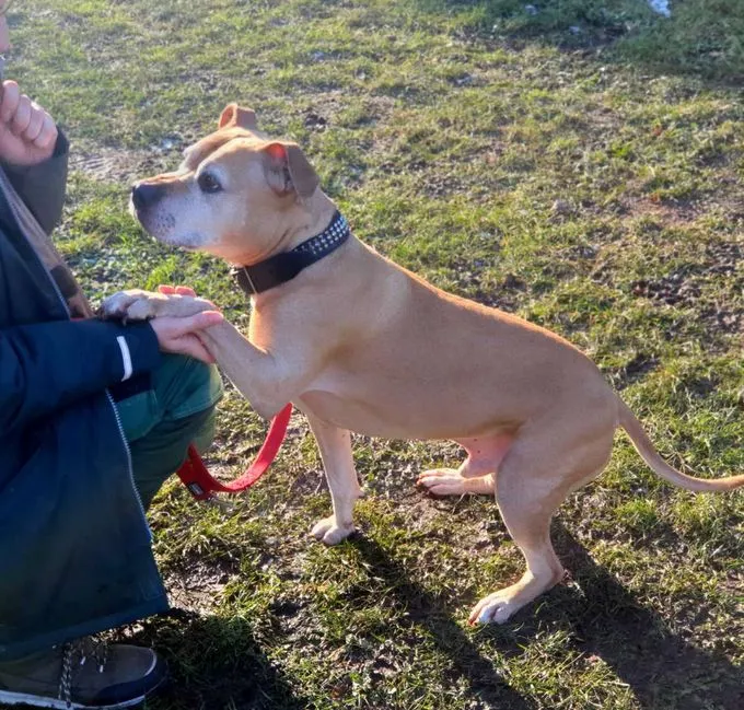 Dog from shelter, Rudi | Staffordshire Terrier Mix Male