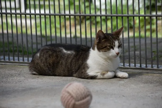 Binja - EKH zur Adoption