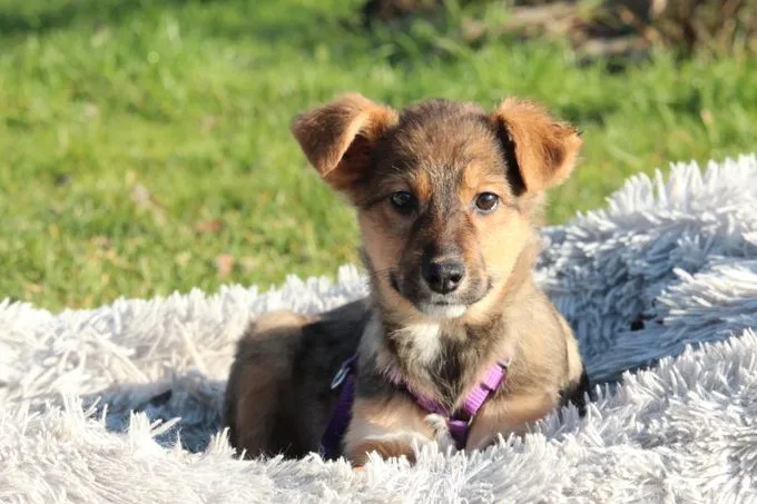 Gina - Mix zur Adoption