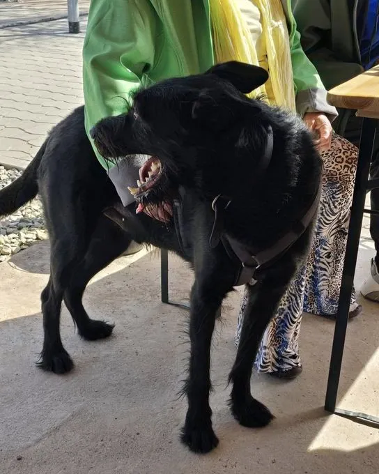 Hund aus Tierheim, Tommy Sucht Das Abenteuer | Schwarz Riesenschnauzer Malinois Mischling Männlich