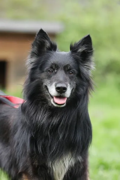 Dog from shelter, Fukano | Border Collie Schäferhund Mix Male