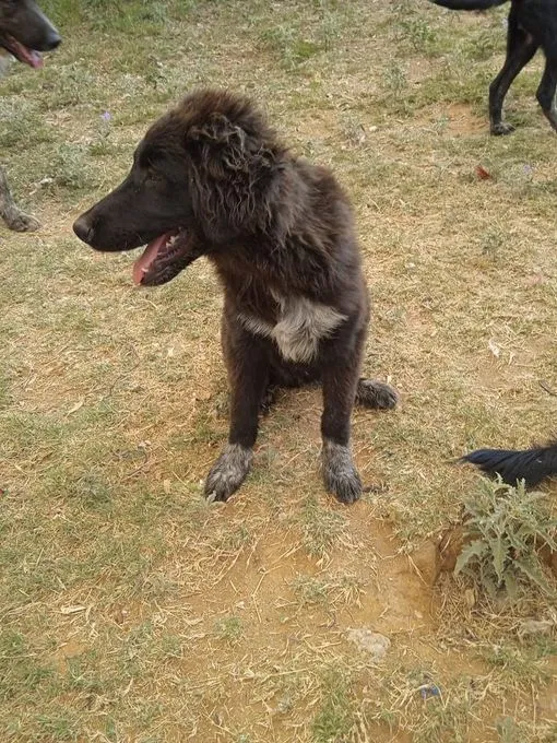 Dog from shelter, Zelis | Dunkelbraun Mischling Male