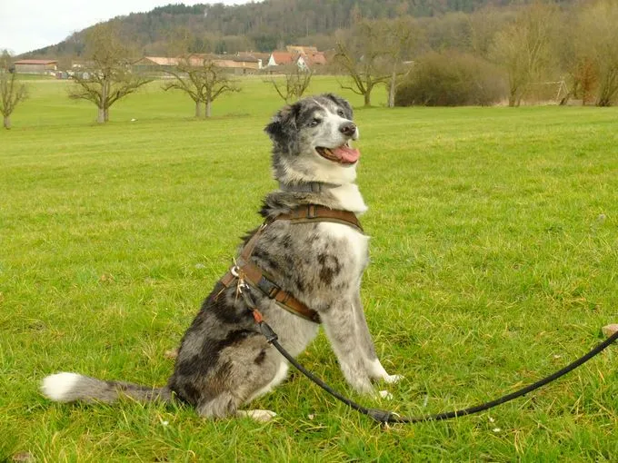 Dog from shelter, Tayo | Tricolor Australian Shepherd Mix Male
