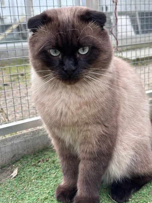 Cat from shelter, Tetris | Braun Scottish Fold Male