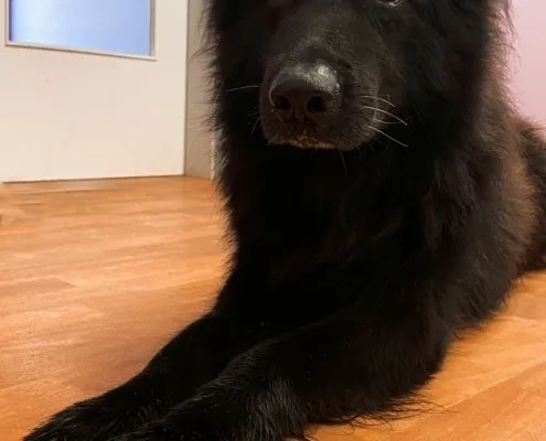 Dog from shelter, Adam | Altdeutscher Schäferhund Male