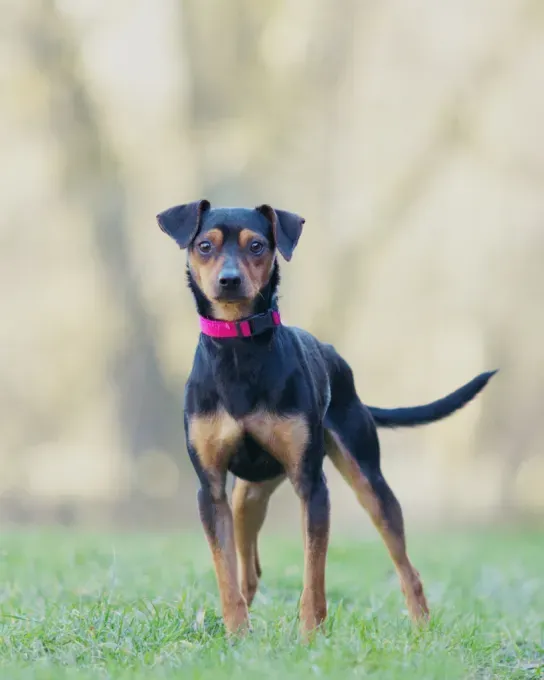 Dog from shelter, Hudson | Schwarz Braun Deutscher Pinscher Male