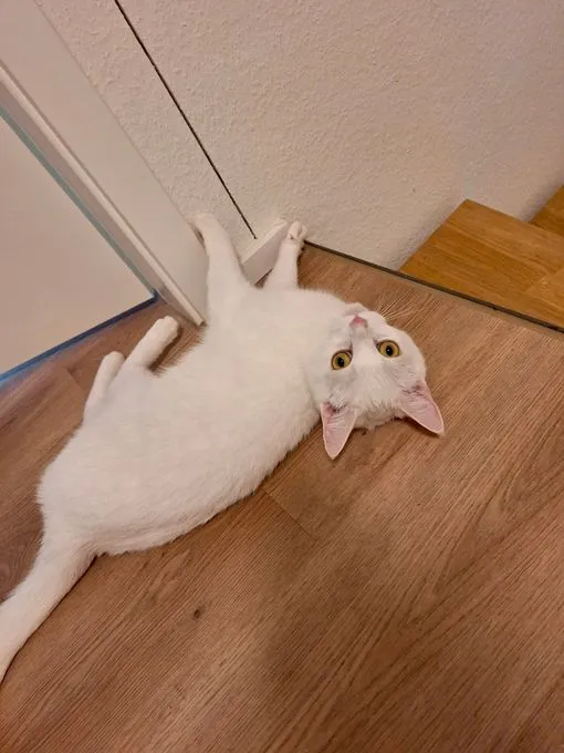 Cat from shelter, Mila | Weiß Europäische Hauskatze Female