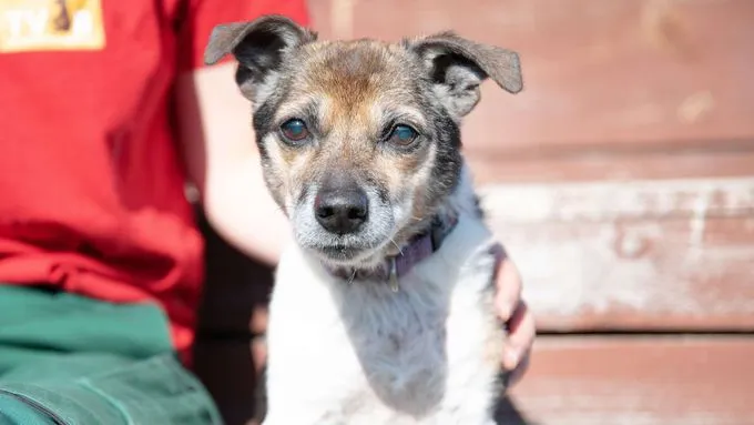 Fungo - Jack Russell Mix zur Adoption
