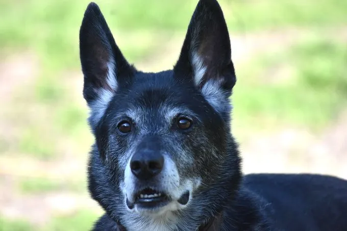 Fox - schaeferhund-mix zur Adoption