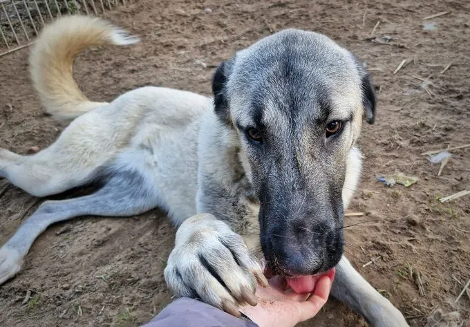 Dog from shelter, Sila Und Tamaz | Beige Kangal Female