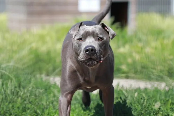 Dog from shelter, Racoon | Staffordshire Mix Male