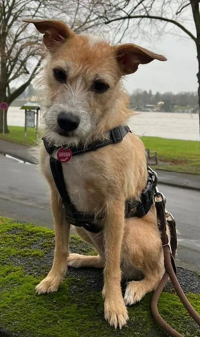 Fia - Terrier-Mischling zur Adoption