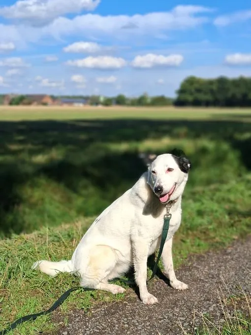 Shiva - Mischling  zur Adoption