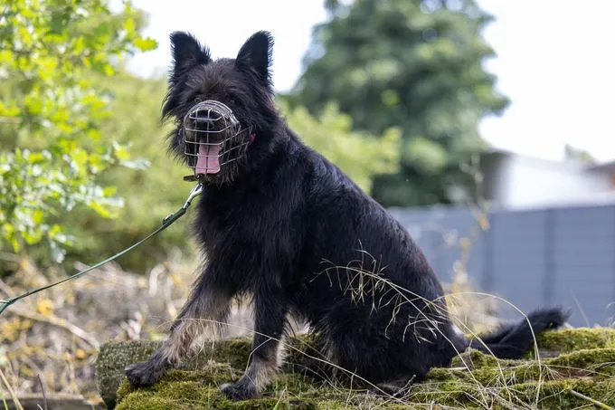 Hund aus Tierheim, Ace | Schwarz Beige Altdeutscher Hütehund Mischling Männlich