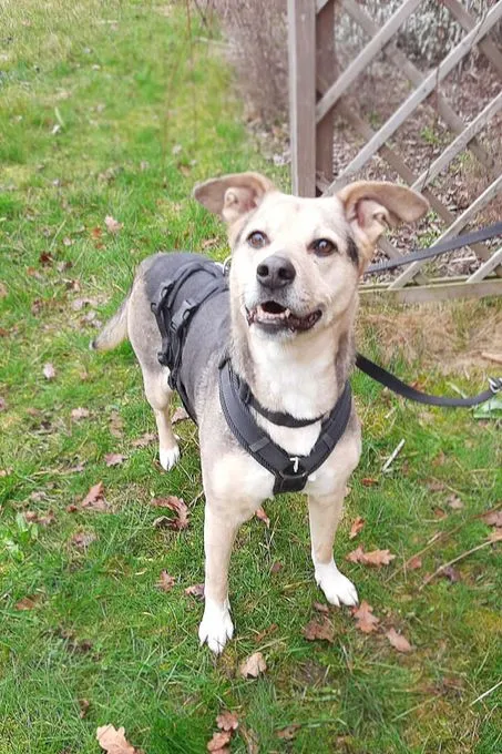 Hund aus Tierheim, Elsa | Schäferhund Mix Weiblich
