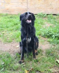 Dog from shelter, Lucky | Setter Schäferhund Collie Mischling Male