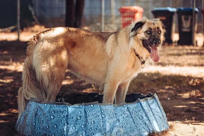 Hund aus Tierheim, Mira | Blond Kangal Mix Weiblich