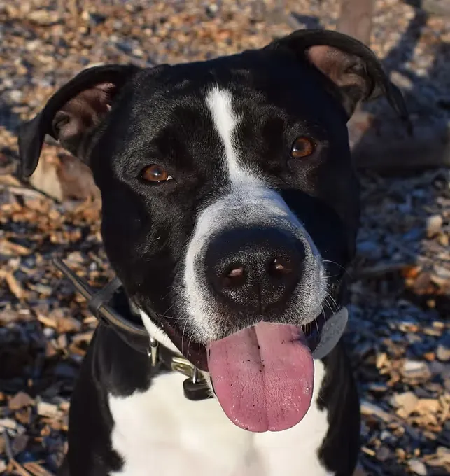 Zeus - staffordshire-terrier zur Adoption