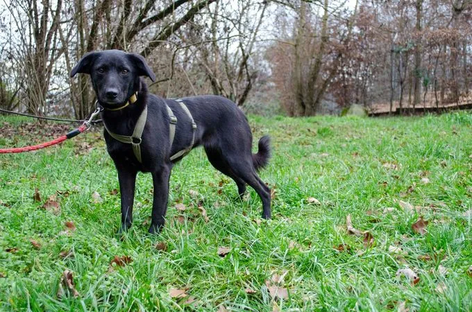 Dog from shelter, Nia | Schwarz Mischling Female