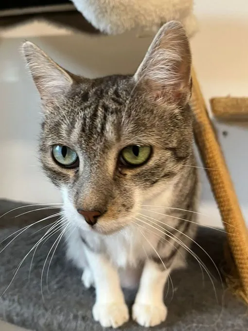 Katze aus Tierheim, Ela Mau M | Europäisch Kurzhaar Weiblich