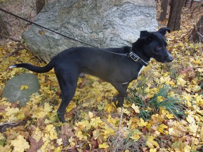 Dog from shelter, Mio | Schwarz Labrador Bordercollie Schäferhund Mix Male