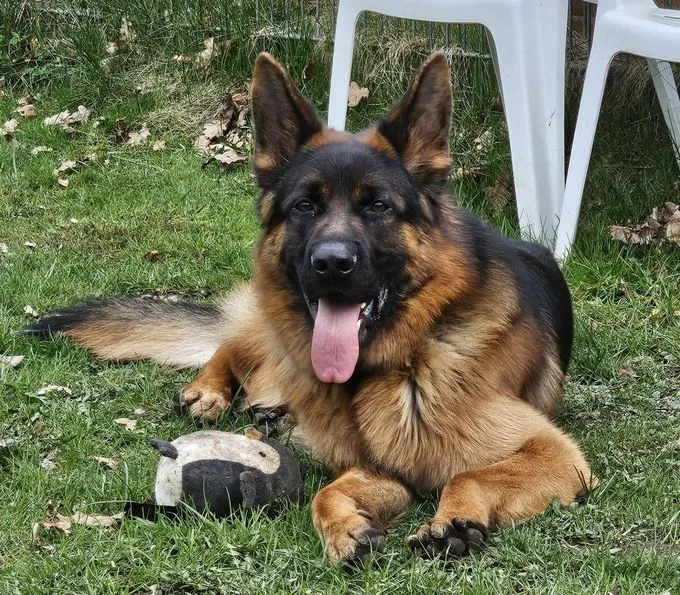 Milan - deutscher-schaeferhund zur Adoption