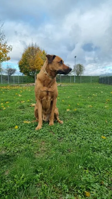 Dog from shelter, Rusty | Braun Schäferhund Rottweiler Mix Male
