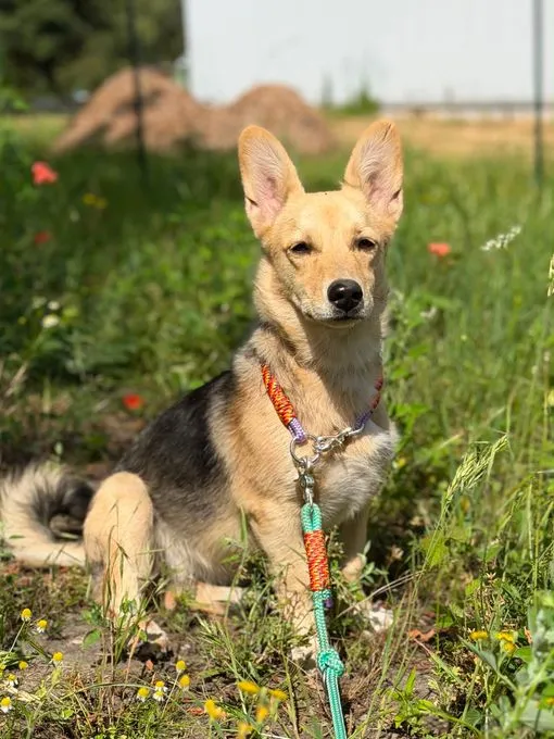 Niki - mischling zur Adoption