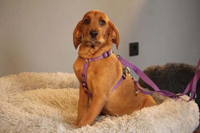 Sinella - Mix zur Adoption